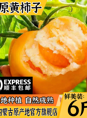 内蒙古五原黄柿子沙瓤自然熟现摘黄色西红柿水果番茄蔬菜生吃