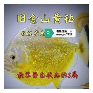 旧金山黄钻水虎鱼S属淡水热带猛鱼精致美观中型群养观赏猛鱼包活