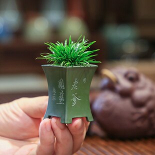 盆景贵船苔茶桌摆放苔藓盆栽微景观办公室绿植 金钱菖蒲黄金姬中式