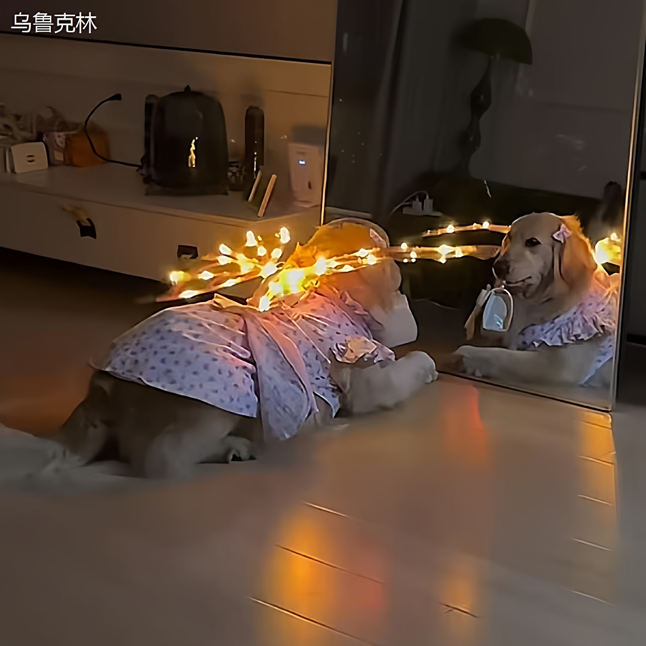 电动蝴蝶翅膀狗狗天使背