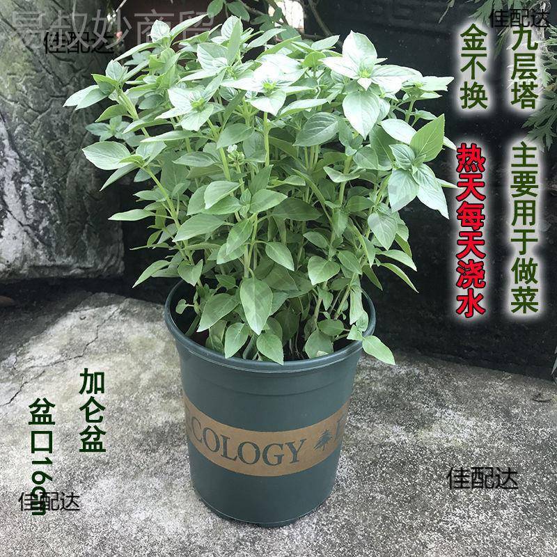 金盆栽九层苗MHV叶可食用罗植塔勒可食用香植物四季绿好养图片