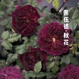 绿园美植  曼斯特德伍德 灌木月季黑红勤花枝条软庭院阳台盆栽