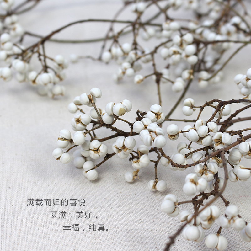 小白果干花天然干树枝干花小清新简约北欧插花摆设diy手工花材