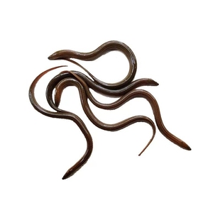 鳝鱼鲜活稻田鳝鱼苗大黄鳝长鳝鱼盘鳝黄鳝幼苗长鱼鲫鱼一斤包邮