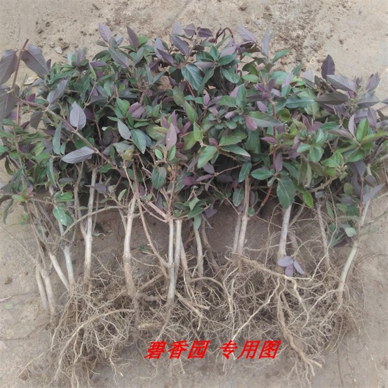 五彩红色金银花苗木 树型四季 树桩金银花盆景盆栽植物 室内庭院