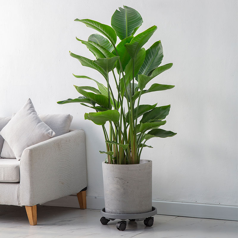 家用带轮花盆移动托盘万向轮便携式可移动水泥花盆底座带滚轮托盘,鲜花速递/花卉仿真/绿植园艺,花托/移动托盘,淘宝优惠券,粉丝福利购,淘宝优惠卷