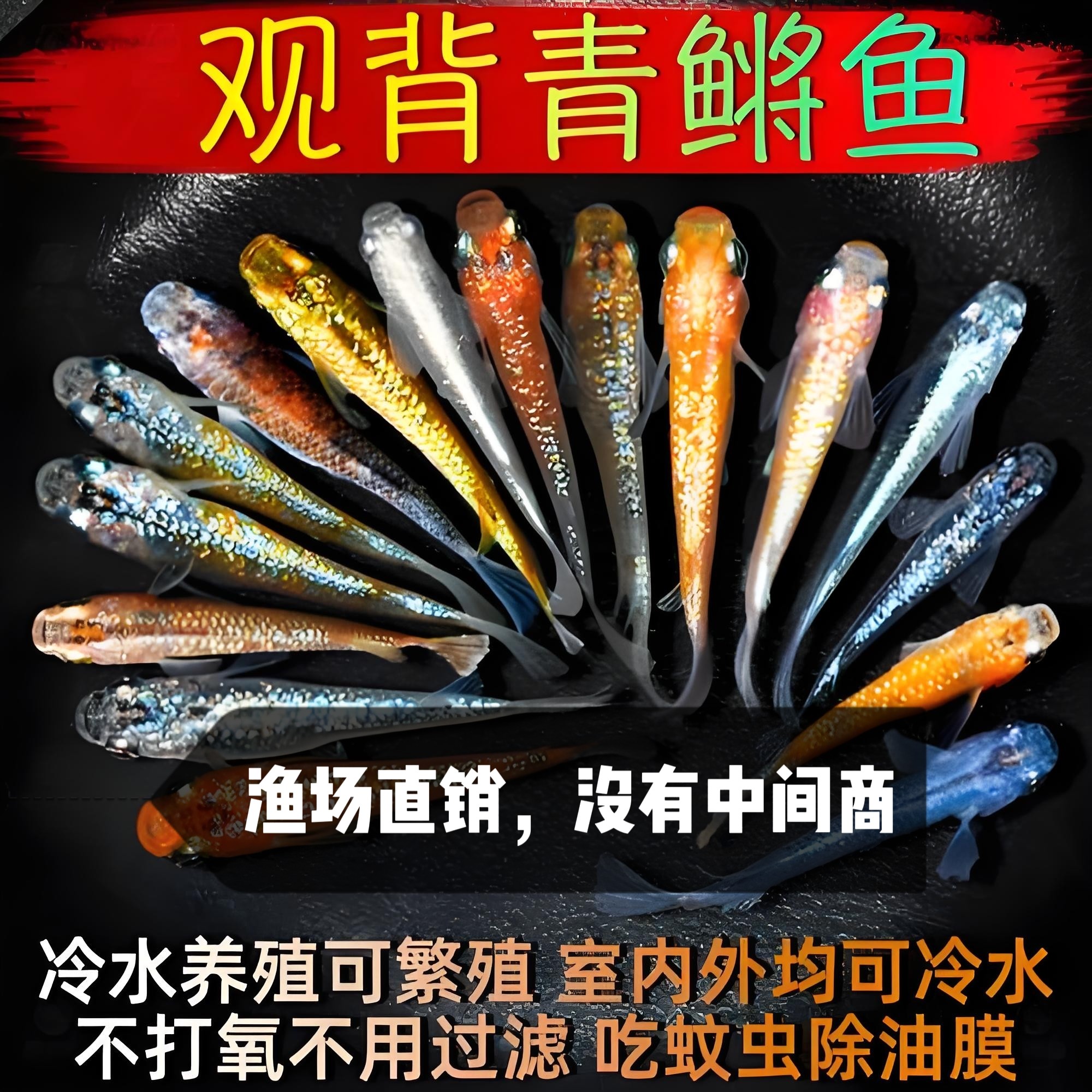 观背青鳉冷水原生鱼青江鱼小型观赏鱼活体无需打氧好养活