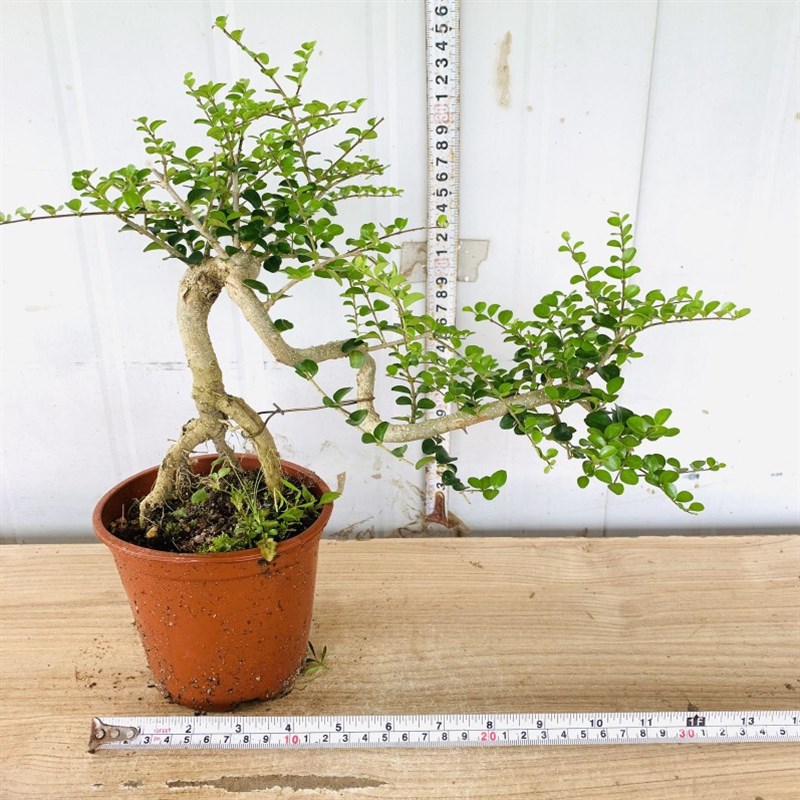 提根飘枝小叶女贞悬崖白蜡造型盆景老桩栀子花九里香罗汉松虎皮榕