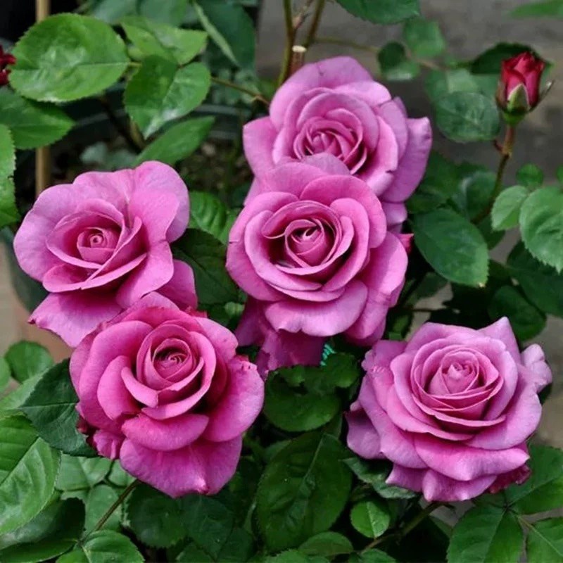 冥王星月季花大苗阳台微月暗紫色浓香四季开花卉玫瑰花盆栽绿植物