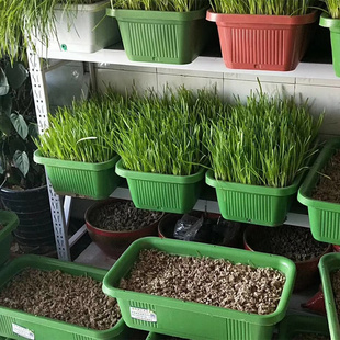 南宫特产黄韭盆景韭菜根盆栽苗室内阳台庭院无公害有机蔬菜农产品