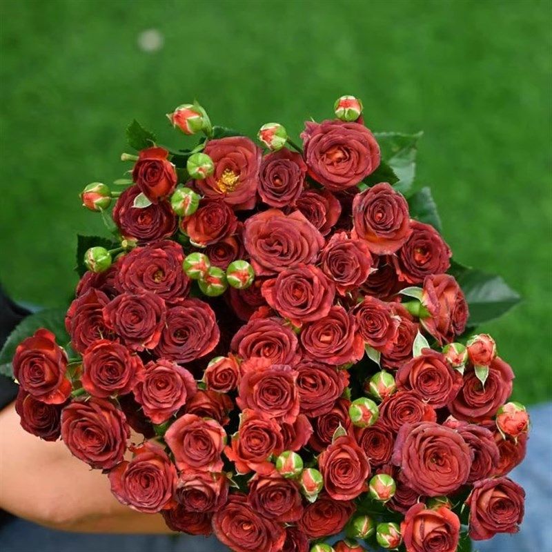 巧克力泡泡玫瑰花大苗盆栽阳台微型多头月季柑橘香味四季庭院绿植,鲜花速递/花卉仿真/绿植园艺,月季/蔷薇/玫瑰,淘宝优惠券,粉丝福利购,淘宝优惠卷