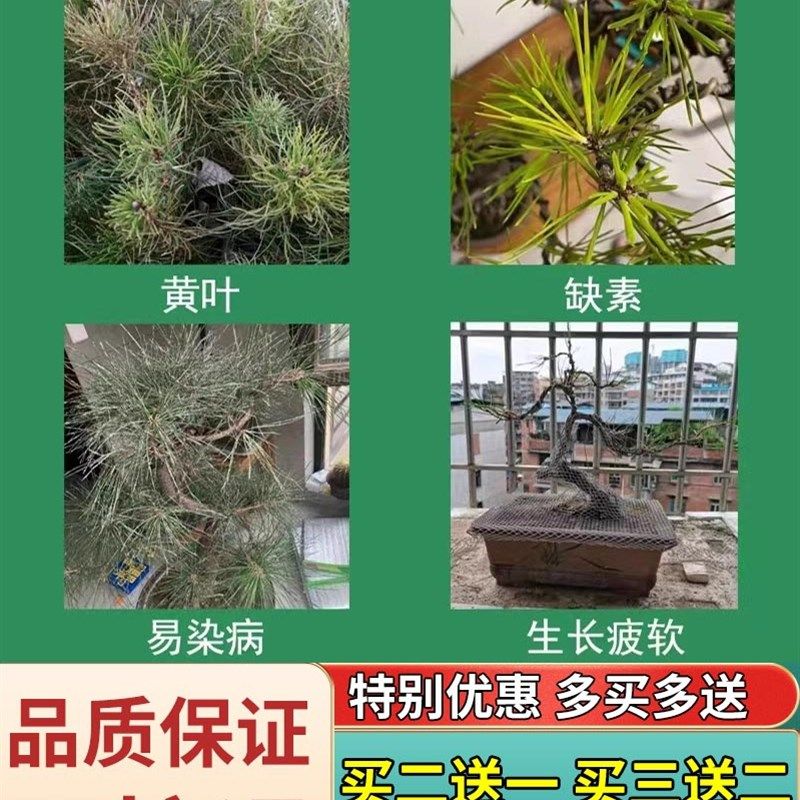 五针松黄叶病急救肥喜酸植物型营养液罗汉黄山大阪雀舌盆景杀菌剂,鲜花速递/花卉仿真/绿植园艺,家庭园艺肥料,淘宝优惠券,粉丝福利购,淘宝优惠卷