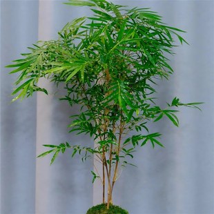 大型高杆飘枝红观音竹四季好养庭院室内茶室桌面水培造景绿植盆栽