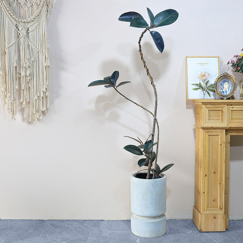 造型橡皮树黑金刚室内大型植物盆栽办公室内客厅四季绿植净化空气,鲜花速递/花卉仿真/绿植园艺,大型绿植/成品组合盆栽,淘宝优惠券,粉丝福利购,淘宝优惠卷