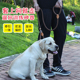 狗狗P字链防爆冲狗绳训犬狗P绳金毛小中大型犬加长加粗狗狗牵引绳