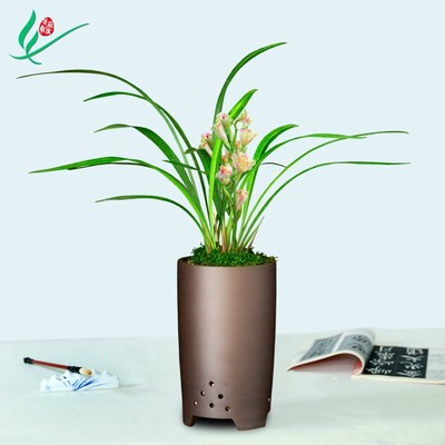 建兰兰花四季彩云追月浓香花卉盆景盆栽土绿植带草植物花苞名贵苗
