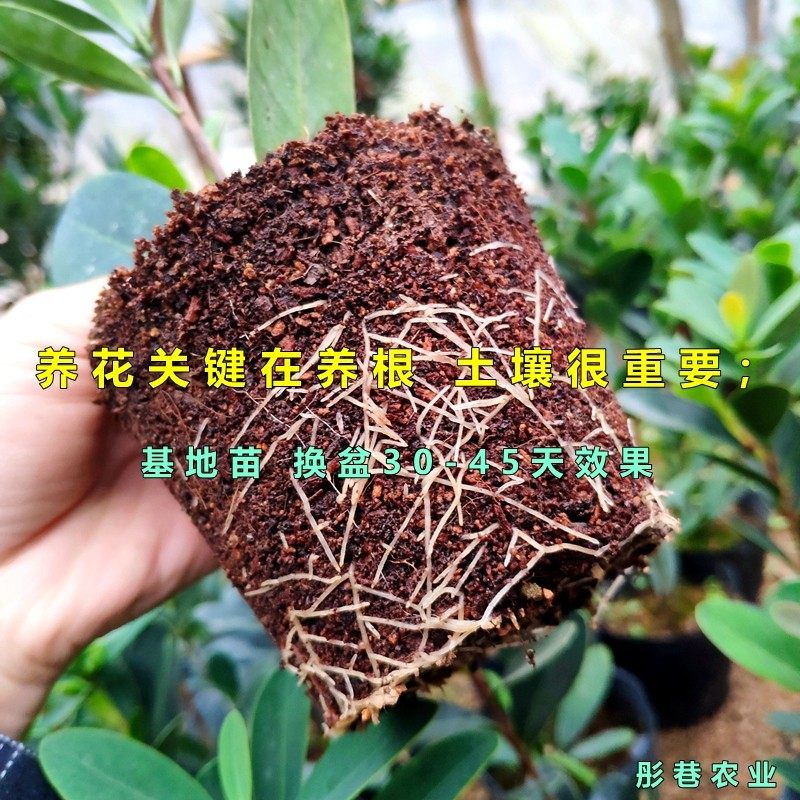 长寿花专用土家庭园艺种植土弱酸性盆栽花卉通用型营养土绿植新土,鲜花速递/花卉仿真/绿植园艺,介质/营养土,淘宝优惠券,粉丝福利购,淘宝优惠卷