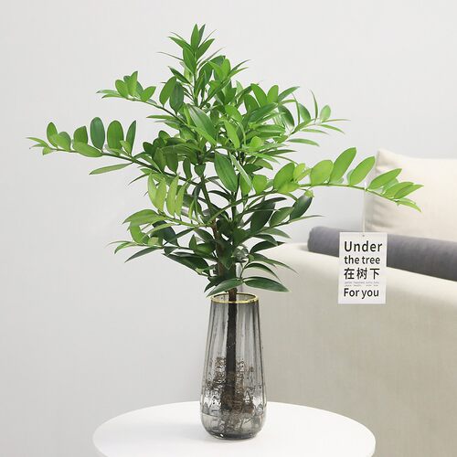 水培竹柏驱蚊竹盆栽水养绿植花卉植物室内桌面客厅四季常青富贵竹