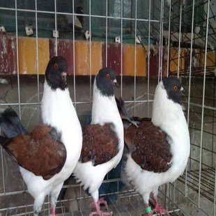 元宝鸽子巨型纯种活公母一对大体种鸽幼鸽观赏肉鸽宠物包下蛋包邮