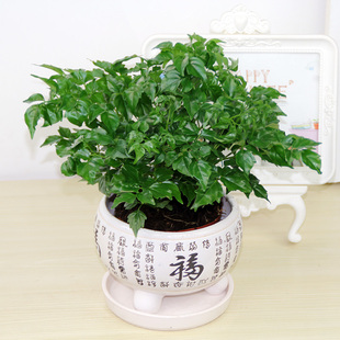 幸福树小盆栽植物常青客厅大盆景平安树树苗桩易存活花卉绿植