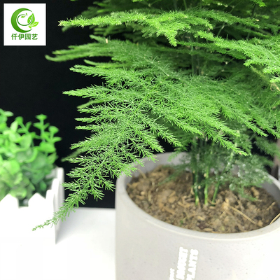 文竹盆栽云竹办公室内客厅大型绿植花卉桌面净化空气常青植物盆景