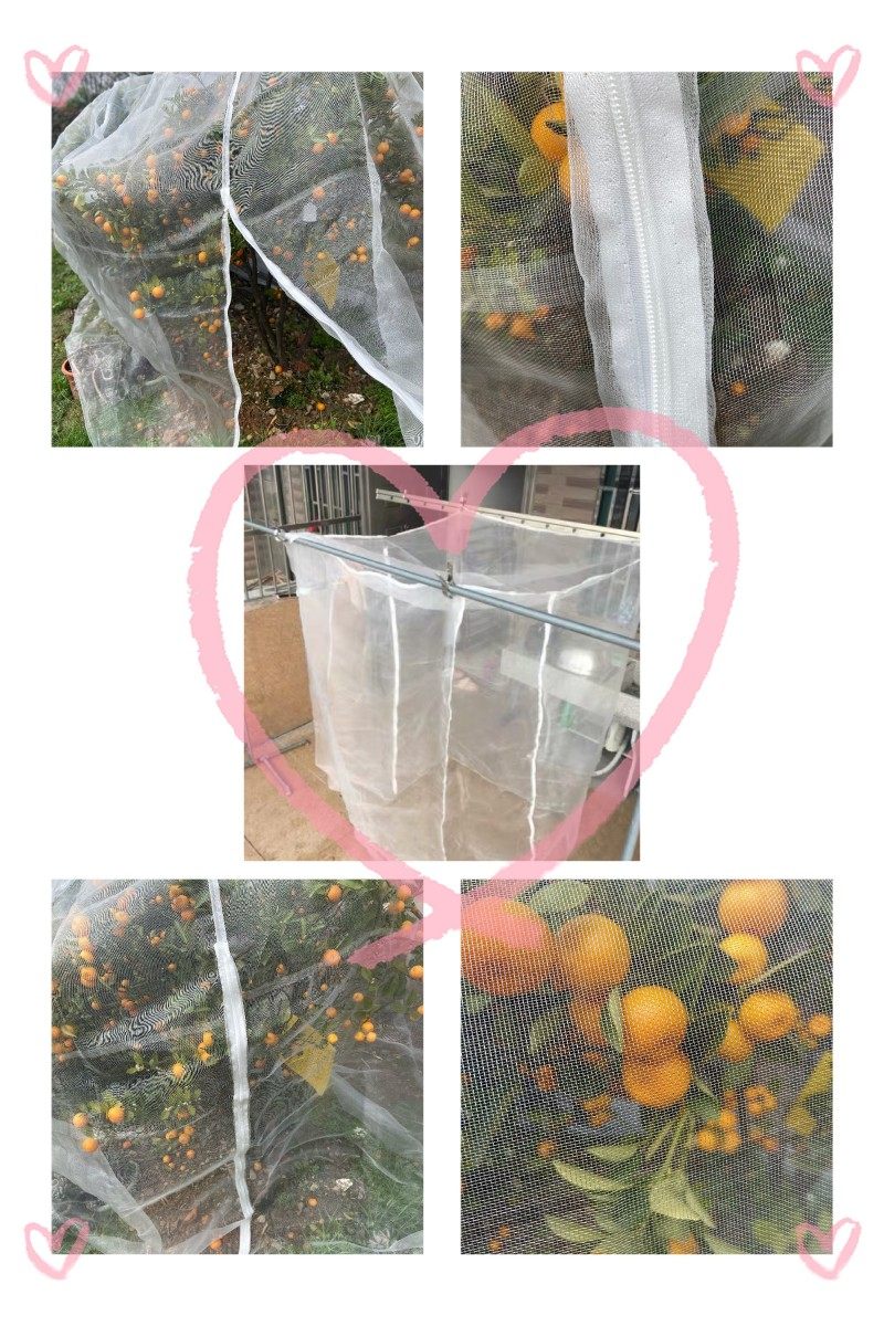 包邮杨梅 水果树罩 樱桃 蚊帐 防虫网 罗幔 防鸟网 防风网莲雾网,农机/农具/农膜,农用防虫网,淘宝优惠券,粉丝福利购,淘宝优惠卷