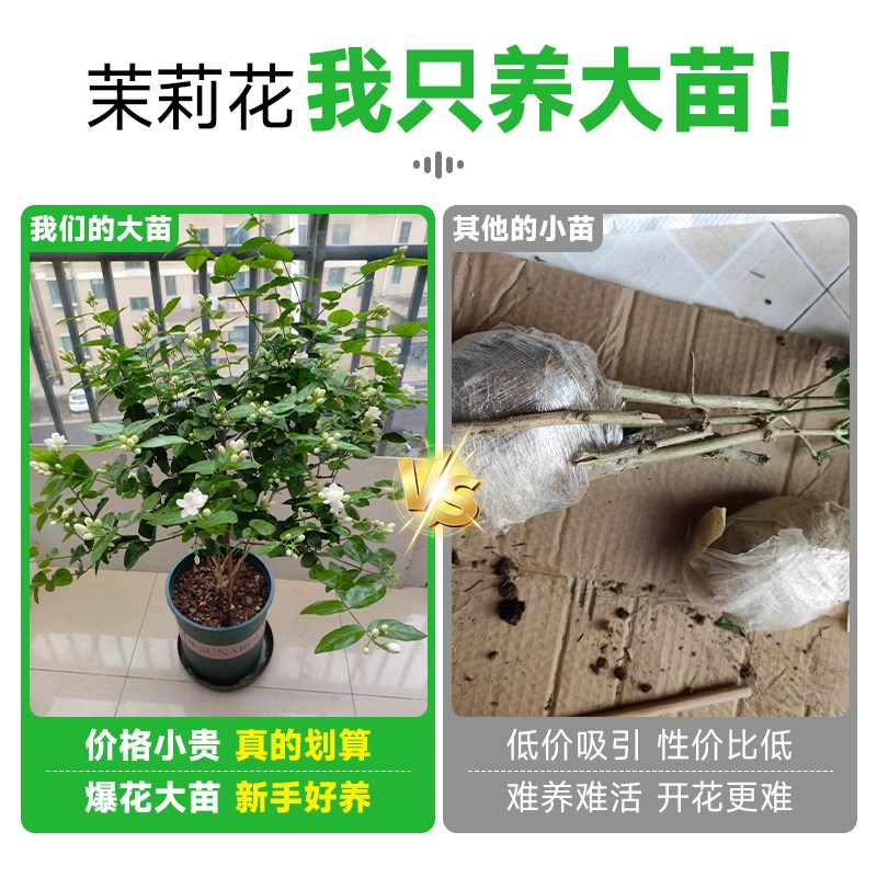 茉莉花盆栽四季开花树苗老桩可食用垂丝茉莉花带花苞耐热花卉植物