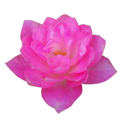 天河繁星月季 灌木多头多季开迷你玫瑰荷花型阳台花卉 四季开