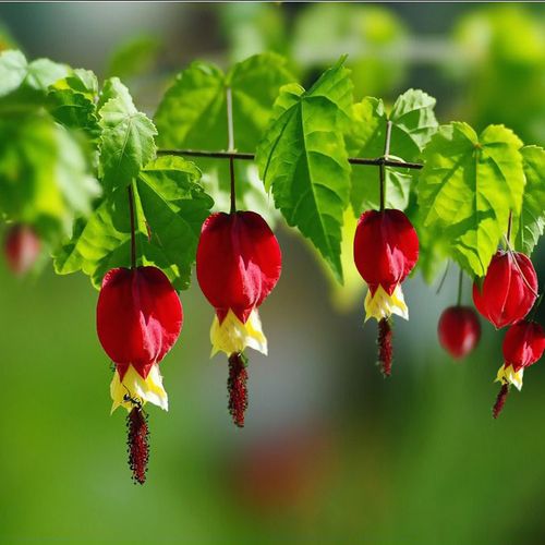 藤本花卉蔓性悬风铃花红灯笼花盆栽藤蔓植物庭院阳台爬藤四季观花