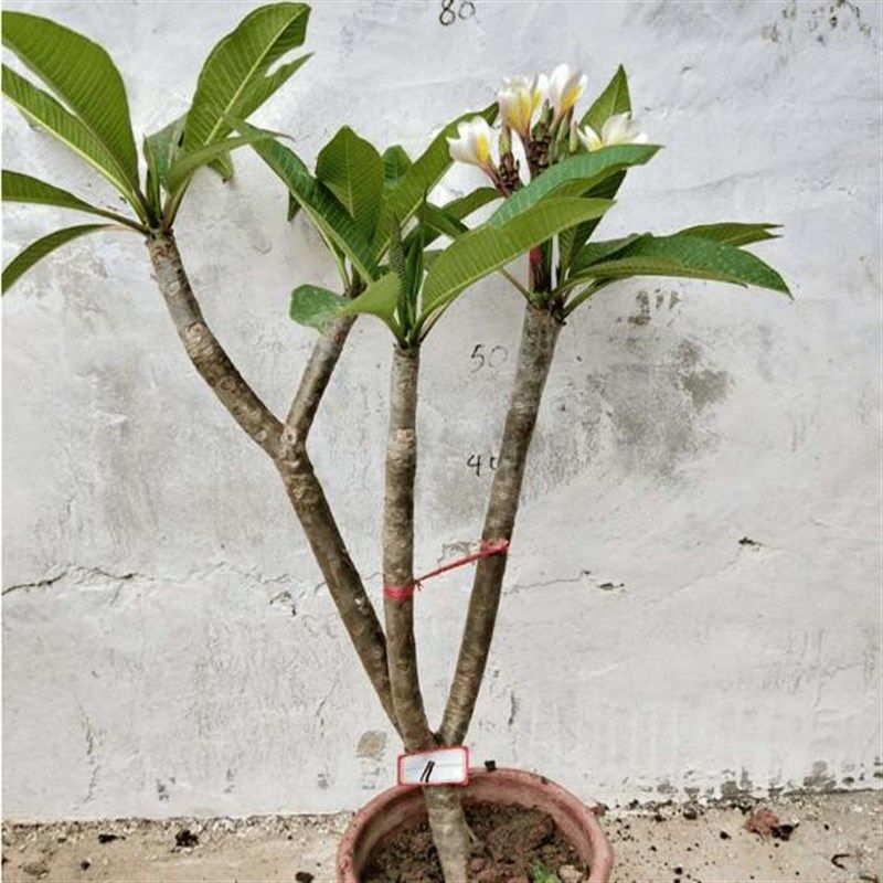 鸡蛋花盆栽树苗红黄多色好养鸡蛋花树苗珍贵绿植开花香包成活包邮,鲜花速递/花卉仿真/绿植园艺,绣球/木绣球/木本植物,淘宝优惠券,粉丝福利购,淘宝优惠卷