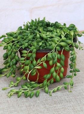 多肉植物珍珠吊兰盆栽室内花卉佛珠吊兰情人泪吊兰盆桂之苑 56191
