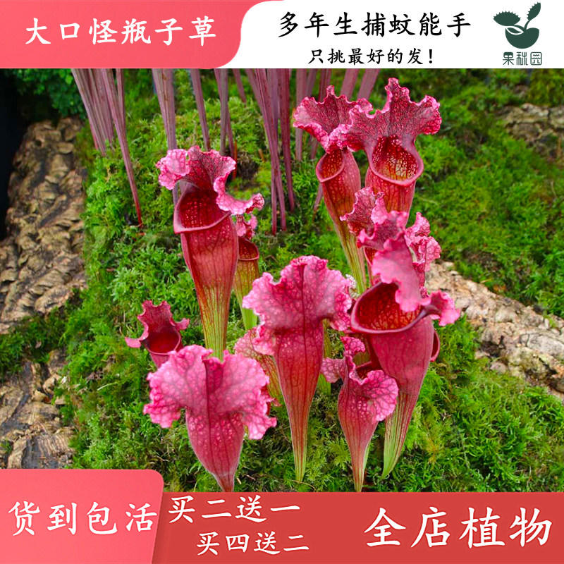 大口怪瓶子草【大型食虫植物鱼缸造景观布景食虫草吃虫绿植盆栽】,鲜花速递/花卉仿真/绿植园艺,绿植,淘宝优惠券,粉丝福利购,淘宝优惠卷
