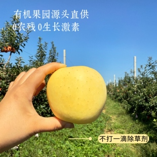 【有机认证溯源】维纳斯黄金苹果 烟台果园直发正宗新鲜 纯甜无酸