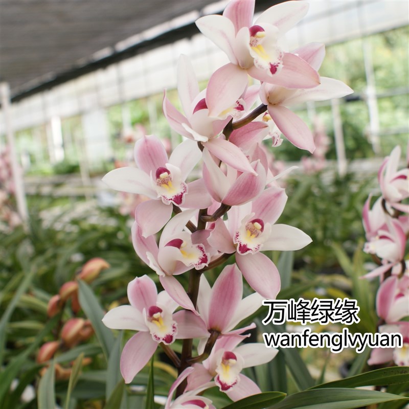 绿缘兰花苗四季兰小花蕙兰 雪梅 粉色杂交兰淡香桌面绿植室内盆栽