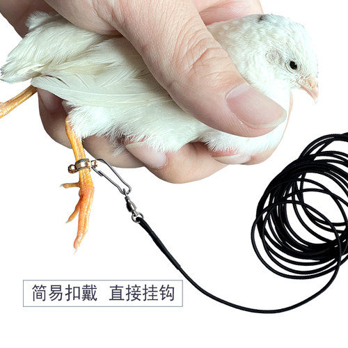 包邮芦丁鸡鹌鹑外出弹力牵引绳遛鸡l鸭鹅鸽子l3米5米10米宠物用品