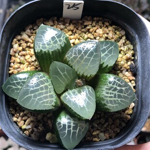 9号优选实生寿一物一拍带盆发货十二卷多肉植物4月14日更新