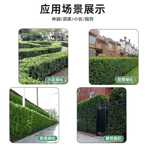 大叶北海道冬青树苗四季常青庭院园林围墙篱笆植物黄杨树苗绿篱墙