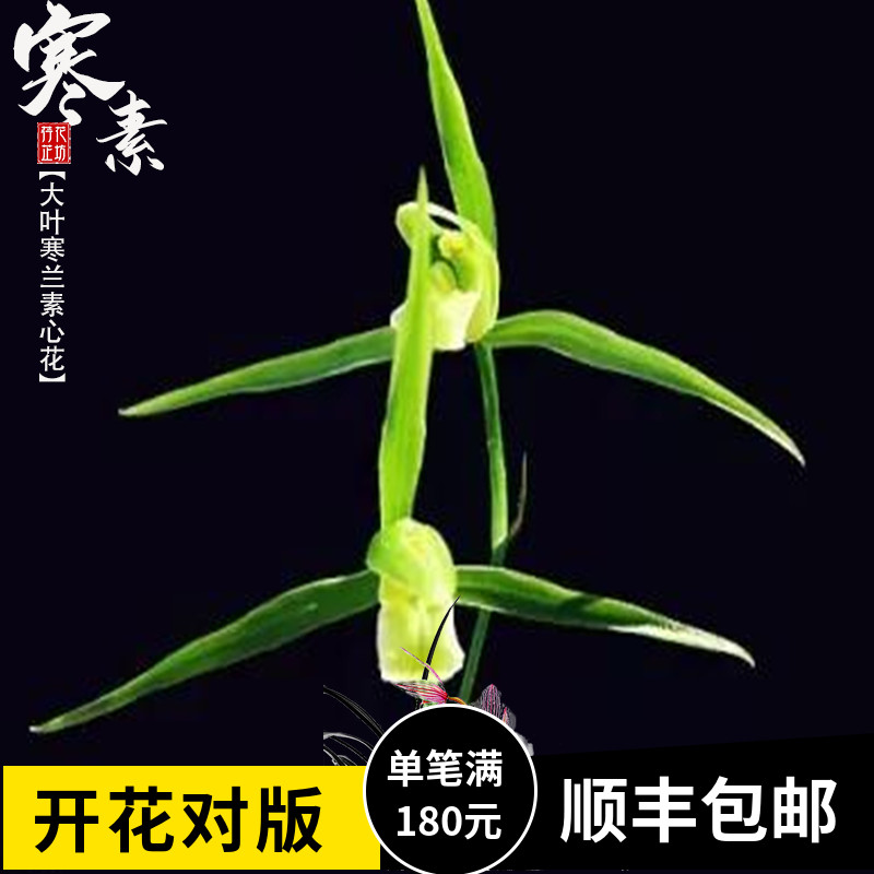 大叶寒兰寒素秋冬季带花苞浓香型C兰花苗室内阳台花卉绿植盆栽植