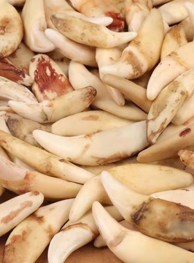 狼牙黑狗牙藏獒牙狼狗牙真牙吊坠