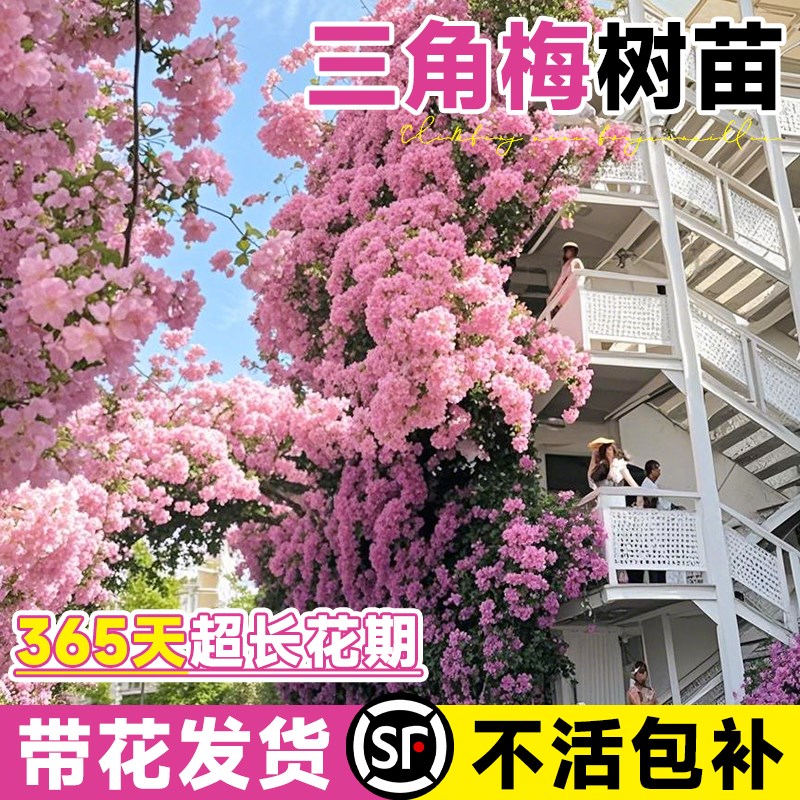重瓣三角梅四季开花绿樱带花特大号盆栽爬藤植物室内阳台庭院树苗