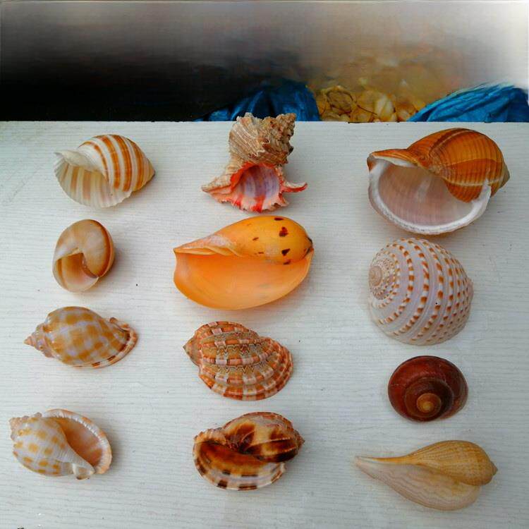 超大海螺贝壳 三湖卷贝虎鱼孵化繁殖小鱼躲避屋寄居蟹替换备用壳