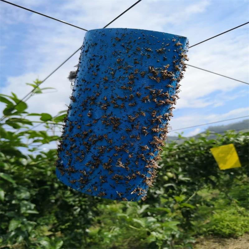 蓟马信息素粘板、蓟马粘板含信息素蓟马蓝板