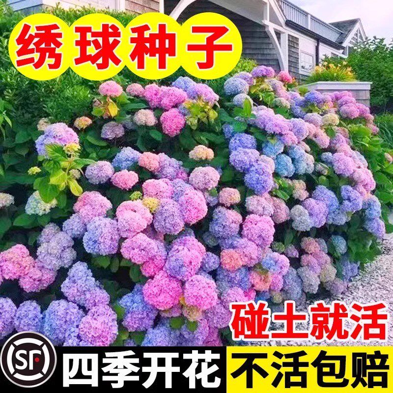 这个绣球花种子,十几个颜色,种一次年年有花看