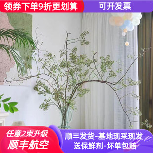 鲜切枝山归来蔷薇果云南昆明斗南市场鲜花基地直发真花水培插花