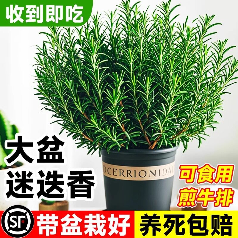 大盆迷迭香盆栽可食用煎牛排用百里香薄荷叶紫苏新鲜香草植物香料