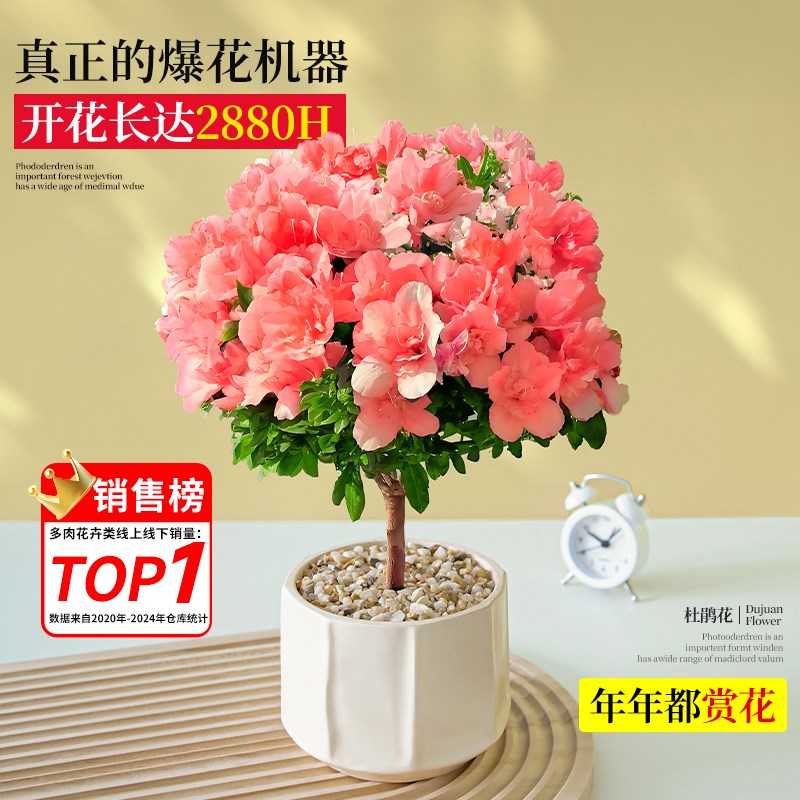 杜鹃花盆栽四季精品室内阳台客厅开花卉绿植带花苞适合冬天种的花