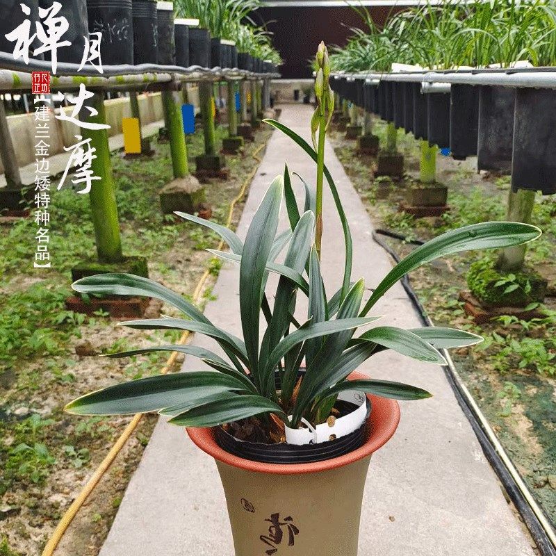 金边矮种兰花草带花苞四季建兰达摩禅月浓香室内客厅阳台花卉盆栽