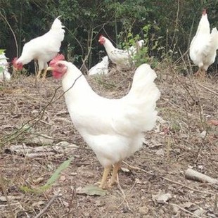 散养花柴鸡白羽鸡纯白色母鸡2-3斤正在产蛋的鸡观赏鸡蛋鸡土白鸡