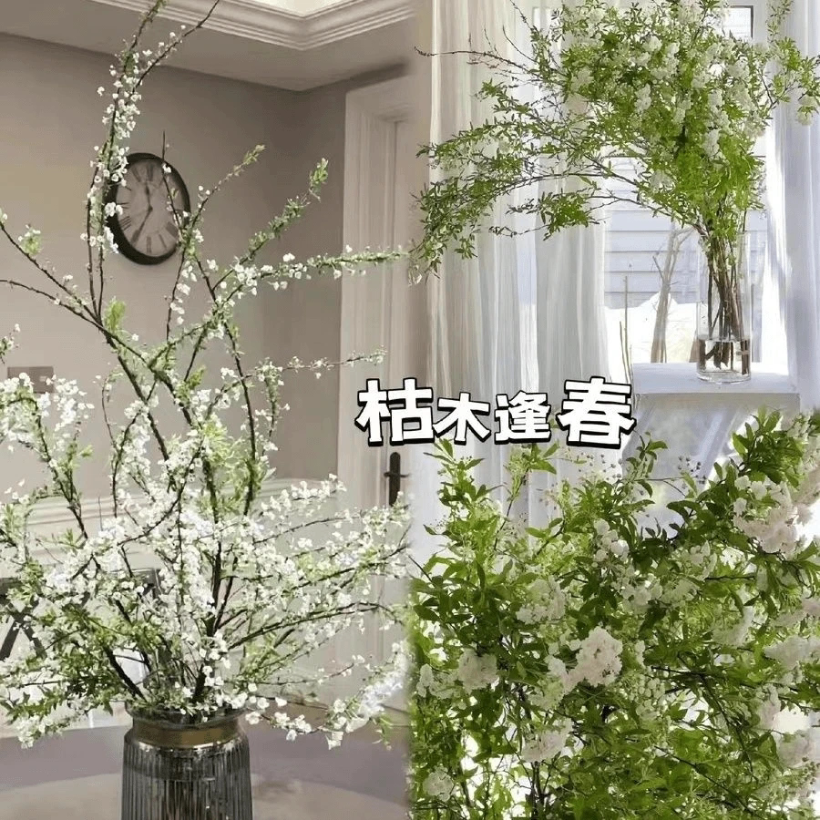 重瓣雪柳干枝支鲜枝水养插花水培植物鲜花卉室内盆栽绿植雪柳QK
