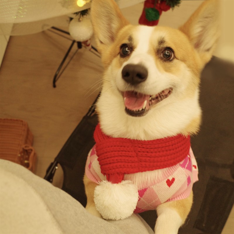 宠物格子软糯针织毛衣背心柯基狗狗春秋学院风无袖保暖衣服中型犬